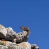 A squirrel visiting the ancient ruins of Troy