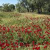 In Türkiye, poppies are a symbol of remembrance for soldiers who died in war, especially in places like Gallipoli where they grow naturally on former battlefields