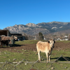 A baby cow in a pasture in Soto. While walking along a path in the town, you can see these cute cows