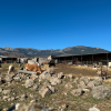 The pasture of cows along a road in Soto El Real! These cows are the property of one of my students