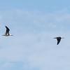 Two birds from Ballestas! Do you know what kind of birds these are?