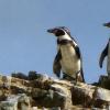 Humboldt penguins up close!