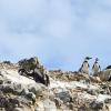 I saw many Humboldt penguins.