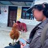 Here I am sitting outside my homestay in Gatlang. The chickens roam free, and this one decided to get a closer look at me