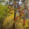 We saw so many rhododendron flowers. Rhododendron is the national flower of Nepal