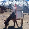 We saw lots of mules along the trek carrying necessities up the mountain, since there's no big roads for transport. This one is carrying two bags of rice