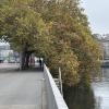A beautiful tree in Zürich, Switzerland. 