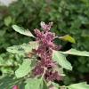 This is quinoa (pronounced "keen-wa"), a kind of native grain that is commonly eaten in Perú--Its seeds are extremely high in protein and are considered a superfood