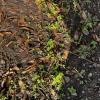 Tomato seedlings