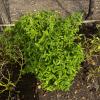 Basil in my home garden