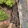 I have a small tree nursery in a corner of my garden