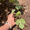 My watermelon vines beginning