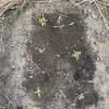 When seedlings were sturdy but still young, we transplanted them to a new bed