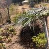 My home garden is a good place to experiment before I teach others