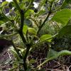 This chili is very popular in Togo