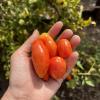 Freshly picked Roma tomatoes