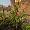My tomato plant