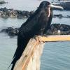 A frigatebird on the pier. You usually don't see them up close. 