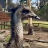 At the zoo, I got a closer look at the Emu, the tallest native bird in Australia!