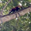 This is a Red Panda, an animal found in China! They eat around 20,000 bamboo leaves a day!