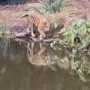 I then saw the largest living cat, the Tiger! So scary!