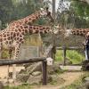 What is not scary is a giraffe; look how cute it is! Can you believe that newborn giraffes already stand taller than most adult humans?