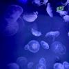 Another type of jellyfish native to Australia is the moon jellyfish! Did you know that they can shrink to one-tenth their size to conserve energy?