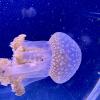 This is a White Spotted Lagoon Jellyfish! They are a common jellyfish species found in Australian waters and can change colors.