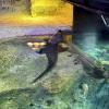 Behold the saltwater crocodile! It is found in saltwater environments in northern Australia. Everything here is larger than average!