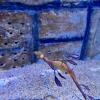 This animal, ONLY found in Australian coastal waters, is called the Weedy Seadragon. They do not have teeth or stomachs!