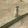 This is a meerkat, a small mammal that is native to South Africa. When they are standing upright, it usually means they are scanning for predators!