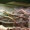 So many reptiles! 