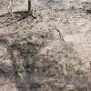 Camouflage test... can you find the mountain goat? 