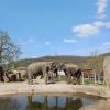 Elephants are among my favorite animals, so I spent a long time hanging out near these guys!