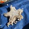 A starfish left on the beach