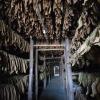 Process of drying tobacco leaves