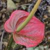 Gorgeous plant from Soroa