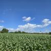 Large tobacco field where the tobacco is grown