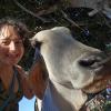 This is a cow I was able to ride!