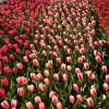 More tulips!