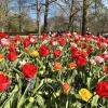 Dutch tulip gardens!! (where I was when we had our 2nd zoom!)