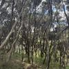 The walk up to the top of the bluff in Port Waikato was beautiful with lots of trees