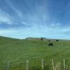 So much land has been converted into pasture here, but at least the cows and sheep are cute!
