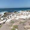 Lots of Cape cormorants nesting and resting at the Stony Point penguin colony 