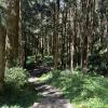 A serene walk through Alishan's forest
