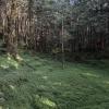 The forest floor in Alishan
