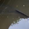 The tail of a real arapaima lurking!