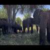 These elephants were seen on a day trip to Botswana! This is in Chobe National Park