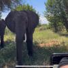 See how close the elephants were to our safari vehicle at Chobe National Park, Botswana