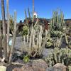 450 species from five different continents that include 13 different families of cactus and succulents decorate the Jardín de Cactus, or cactus garden, created by Cesár Manrique
